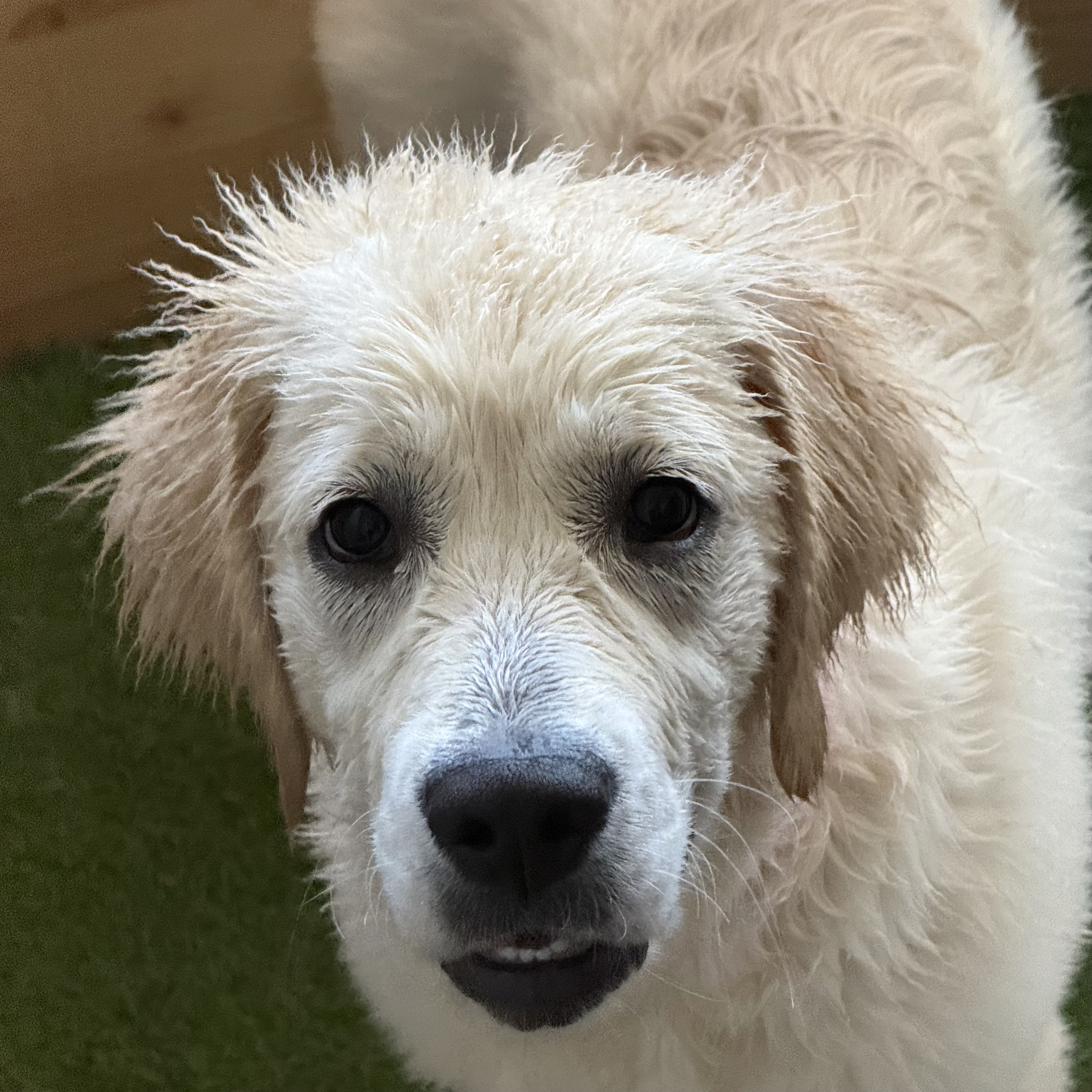 A picture of a wet golden called Fetch