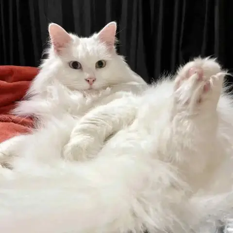 A picture of Miyuki on her back with her paw up on a red blanket with a black curtain in the background